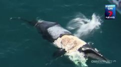 Turysta pływał na martwym wielorybie