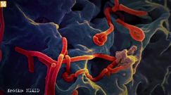 Wirus ebola [Enigma]