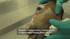 Koń-cyklop -  zagadka dla naukowców