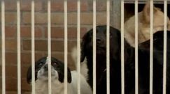 Schronisko na Paluchu [Kontrowersje]