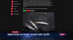 WP News wydanie 11.08, godzina 11:50