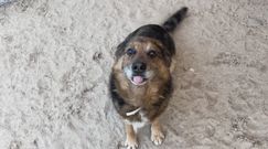 Pudelek pomaga pupilom! Zachęcamy do adopcji Celestyniaków!