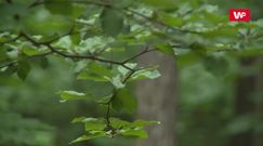 Komary atakują w tym sezonie z opóźnieniem. To efekt deszczowej pogody