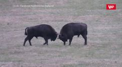 Pojedynek młodych żubrów. Wszystkiemu przyglądała się publiczność