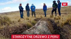 Gigantyczne, starożytne drzewo z Peru. Naukowcy badają jego sekrety