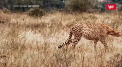 Ukradli gepardowi kolację. Zaskakujące wideo z Parku Narodowego Krugera