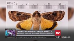 "Coś musiało się stać." Entomolog komentuje pojawienie się wielkich ciem