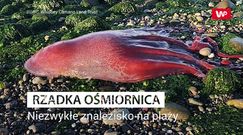 Bardzo rzadka ośmiornica. Niezwykłe znalezisko na plaży