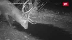 Nocny ryk jelenia. Niezwykłe nagranie z Bieszczad