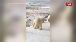 Atak niedźwiedzi polarnych na śmieciarkę. Kierowca był całkowicie przerażony