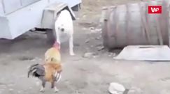 Pies kontra kogut. Kłótnia uchwycona na nagraniu