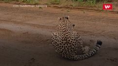 Gepard kontra antylopa. Brutalne polowanie uwiecznione na nagraniu