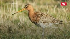 11 dni bez przerwy w powietrzu. Ptak pobił światowy rekord