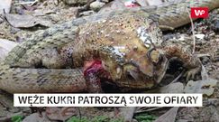 Azjatycki wąż zjada narządy jadowitej ropuchy