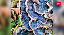Niesamowite kolory grzybów. Nadleśnictwo Zamrzenica dzieli się pięknymi zdjęciami