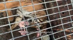 Transport tygrysów. Nagranie obiegło włoskie media
