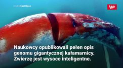 Inteligentne kałamarnice. Wyniki badań zaskoczyły naukowców