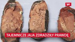 Tajemnicze jaja zdradziły prawdę. Niezwykłe odkrycie w Chinach