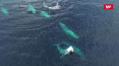 Migracje wielorybów. Niesamowite nagranie z drona