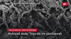 Najstarszy grzyb świata. Wykopali skałę, tego się nie spodziewali