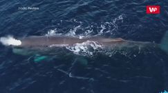 Łagodne olbrzymy. Niesamowite nagranie spotkania z kaszalotami