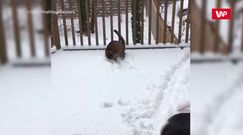 Kot i jego pierwszy śnieg. Zabawa śnieżnymi kulkami