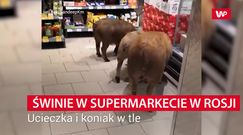 Świnie w supermarkecie w Rosji