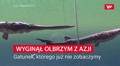 Olbrzym z Azji wyginął