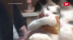 "Nie oddam". Zabawne nagranie kota z pizzą