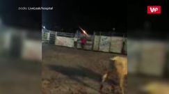 Kobieta kontra byk. Brazylijska walka