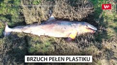 Znaleźli ją na plaży. W brzuchu miała pełno plastiku