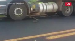 Atak węża na ciężarówki. Kierowcy tego się nie spodziewali