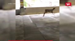 Spotkanie z jeleniem. Skok z garażu na drugim piętrze