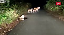 Jechał nocą autem. Nagle zobaczył je na jezdni