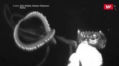 Nagrali morską bestię. Historyczne dzieło naukowców