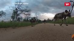 Ciekawskie zwierzaki rodem z safari