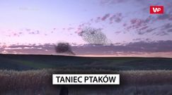 Niesamowity taniec ptaków