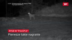 Rysie w "pułapce". Niezwykłe nagranie z Beskidów