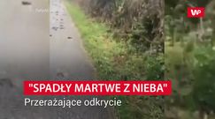 300 martwych szpaków. "Wyglądały, jakby martwe spadły z nieba"