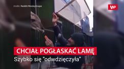 Chciał pogłaskać lamę. Wybrał zły sposób