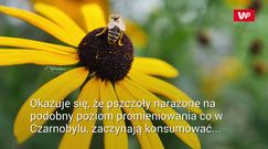 Napromieniowali pszczoły, jak te w Czarnobylu. Obserwacje są niepokojące