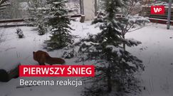 Rozczulająca reakcja lisów na pierwszy śnieg