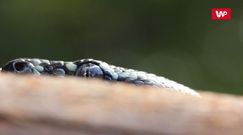 Niebezpieczny bankomat. Tego się nie spodziewali