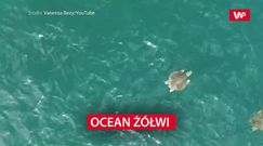 Ocean żółwi w Kostaryce