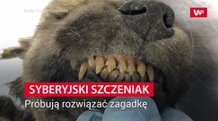 Na tropie brakującego ogniwa. Nowe informacje nt szczeniaka z Syberii