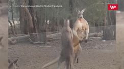 Przyjazny sparing. Walka kangurów