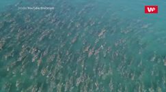 Podpłynęli do ławicy ryb. Oto co złowili