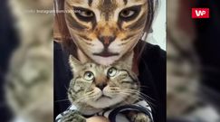 Koci filtr. Zwierzaki głupieją