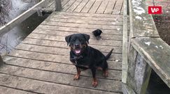 Rottweiler i wrona. Właściciel parsknął ze śmiechu