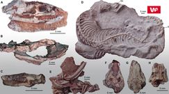 Znaleźli szkielet "biblijnego węża". Niezwykłe, co zdradził naukowcom